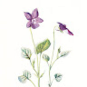 Meet your Posher, Stella